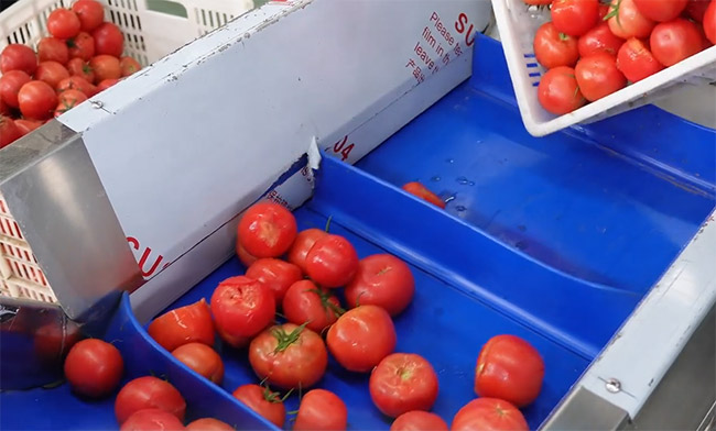 Tomato Sauce Production Line Design from Tomato Washing to Filling